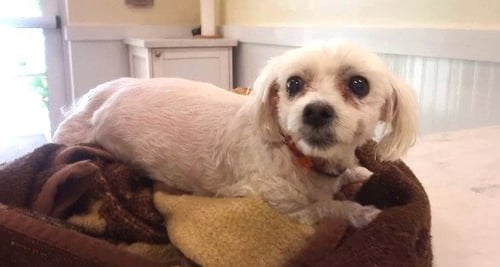 STRAY NOT AVAILABLE - Maltese available for adoption