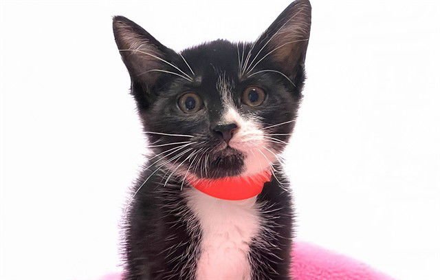 CANDACE - Domestic Short Hair available for adoption