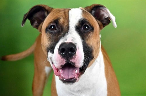 KAIDO - American Bulldog available for adoption