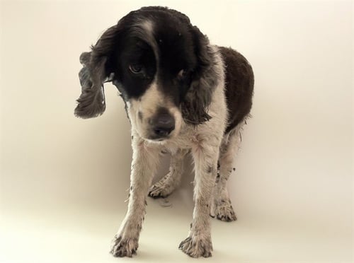 STRAY NOT AVAILABLE - Cocker Spaniel available for adoption