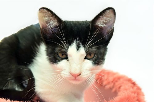 CERA - Domestic Short Hair available for adoption