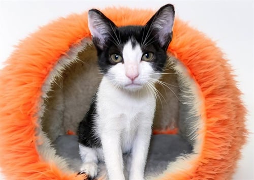 CERA - Domestic Short Hair available for adoption