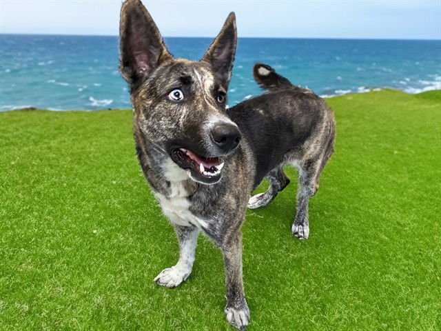 DIOR - German Shepherd Dog / Siberian Husky available for adoption