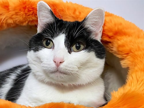 ARIA - Domestic Short Hair available for adoption