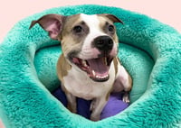 ROSCOE - Photo 1