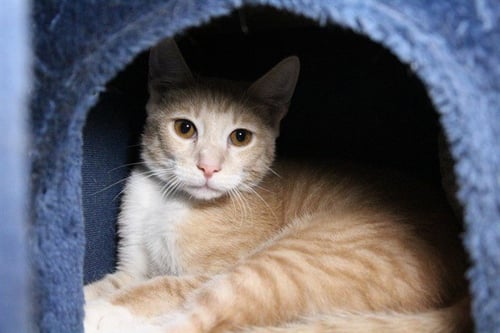FRED - Domestic Short Hair for adoption in Pembroke Pines