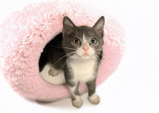 AQUA - Domestic Short Hair available for adoption