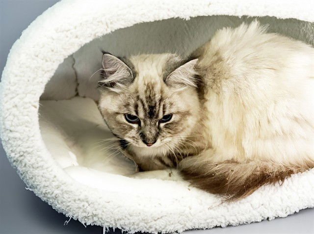 AURORA - Domestic Short Hair available for adoption