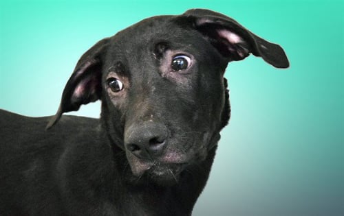 BRONCO - Labrador Retriever available for adoption