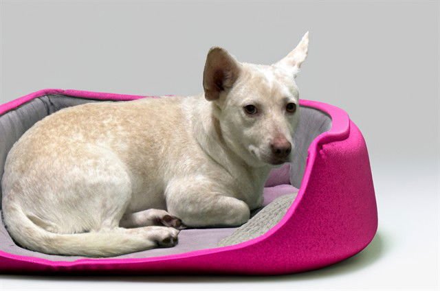 PIXIE - Cardigan Welsh Corgi available for adoption