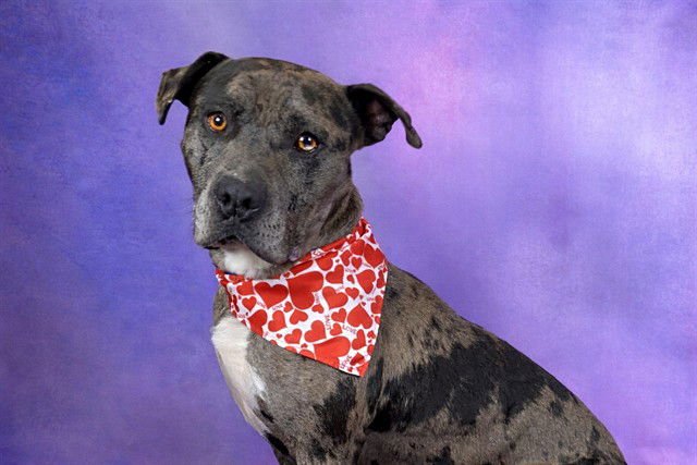 JEREMY - Catahoula Leopard Dog available for adoption