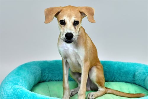 BOW - Beagle / Labrador Retriever available for adoption