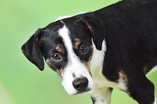 TURNIP - Labrador Retriever available for adoption