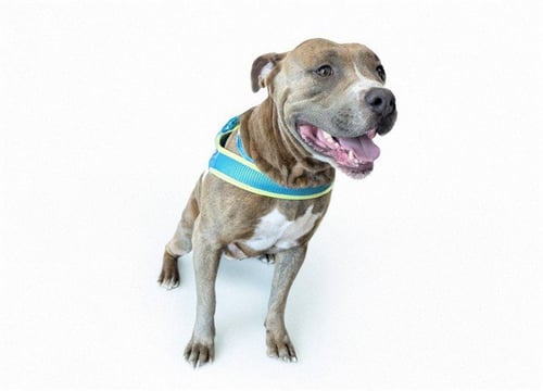 STRAY NOT AVAILABLE - American Staffordshire Terrier available for adoption
