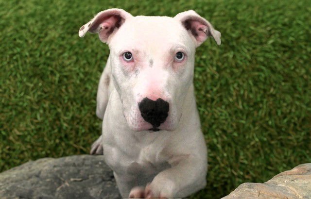 MONA - Pit Bull Terrier available for adoption