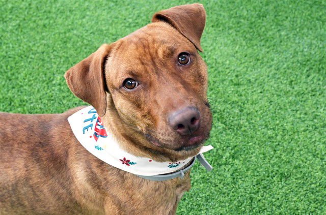 ELF - Vizsla available for adoption