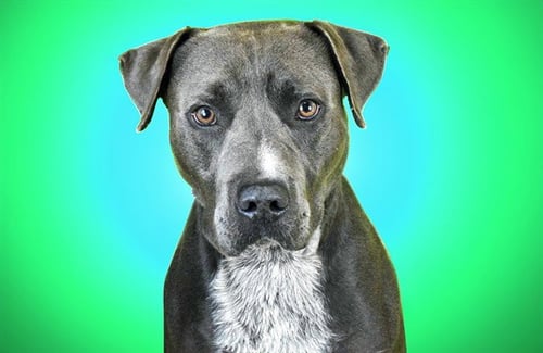 FAZIO - American Staffordshire Terrier available for adoption