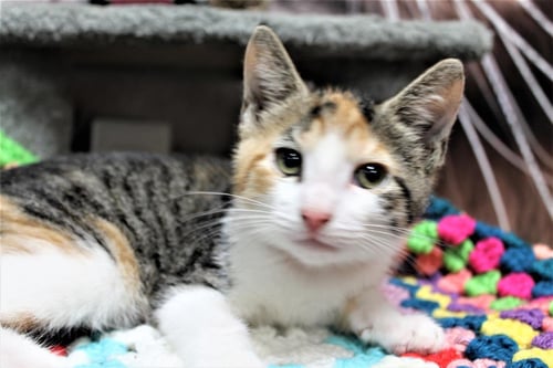 PRANCER - Domestic Short Hair available for adoption