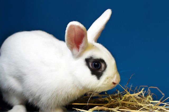 BANANA - Shorthaired Rabbit available for adoption