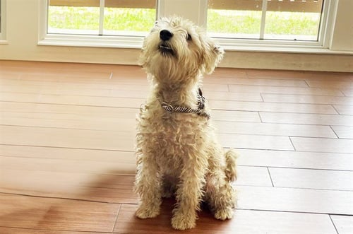 STRAY NOT AVAILABLE - Miniature Schnauzer available for adoption