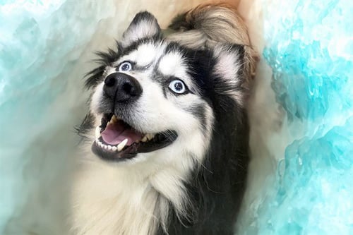 BEAR - Pomeranian / Siberian Husky available for adoption