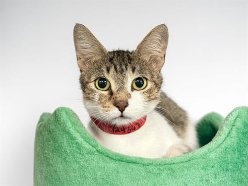 ANGELA - Domestic Short Hair available for adoption