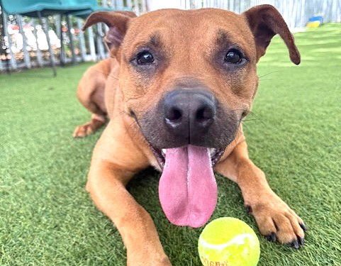 SHILOH - Black Mouth Cur available for adoption