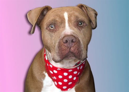 AJAH - American Pit Bull Terrier available for adoption