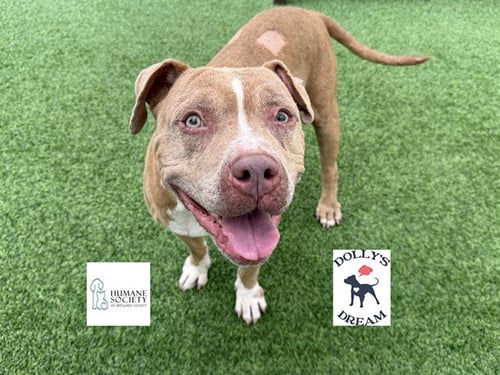 AJAH - American Pit Bull Terrier available for adoption