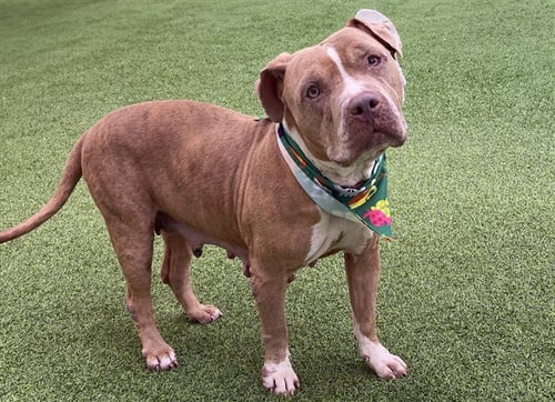 AJAH - American Pit Bull Terrier available for adoption