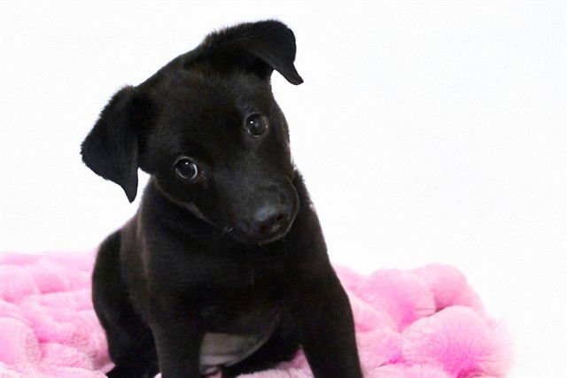 WANDA - Labrador Retriever available for adoption