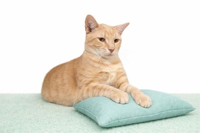 YOKO - Domestic Short Hair available for adoption