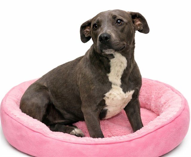 ZOE - American Staffordshire Terrier available for adoption