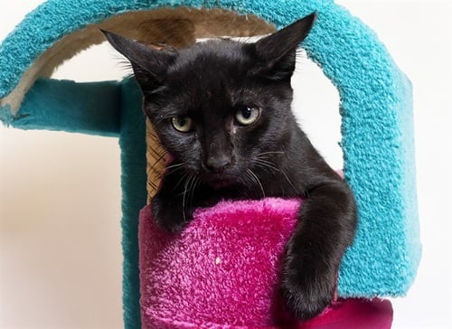 BISCOTTI - Domestic Short Hair available for adoption