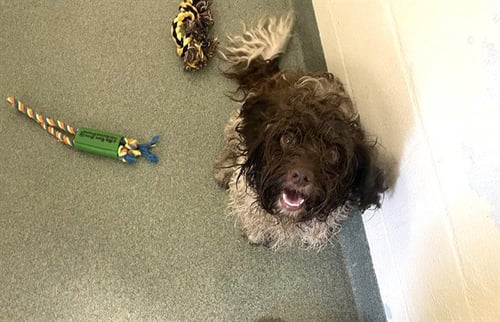 STRAY NOT AVAILABLE - Cocker Spaniel available for adoption