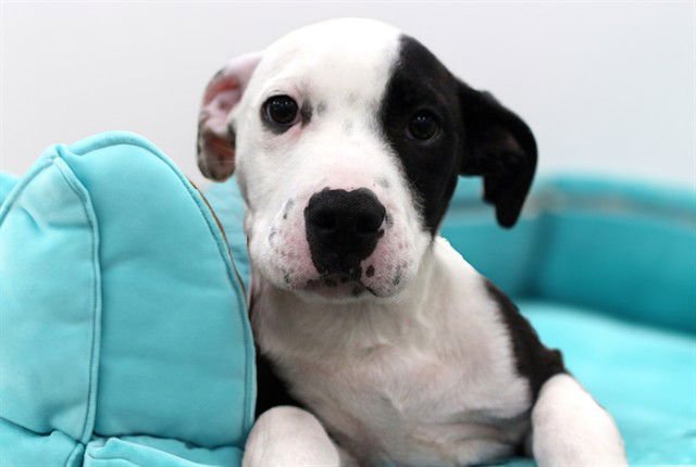 HONOR - Boxer available for adoption