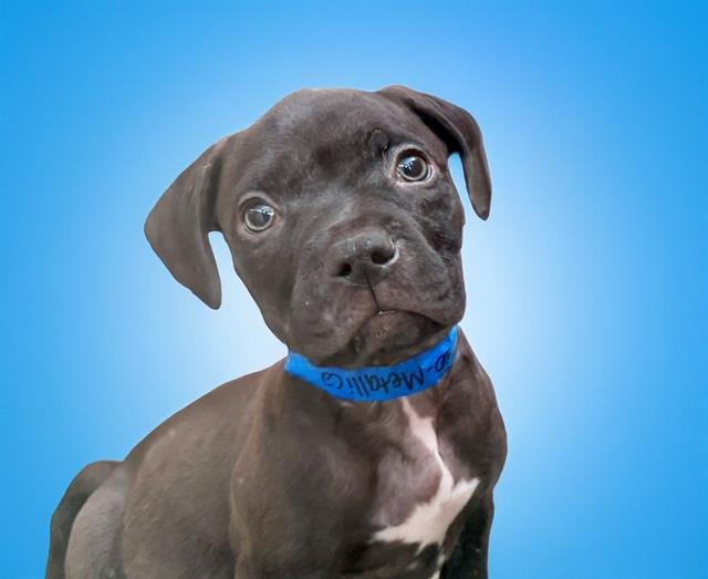 COOPER - Labrador Retriever available for adoption