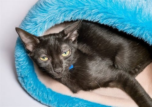 MUSCARI - Domestic Short Hair available for adoption