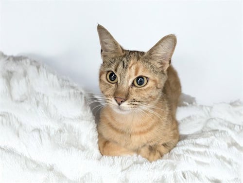 STRAY NOT AVAILABLE - Domestic Short Hair available for adoption