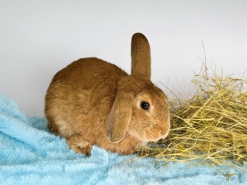 EUGENE - Shorthaired Rabbit available for adoption