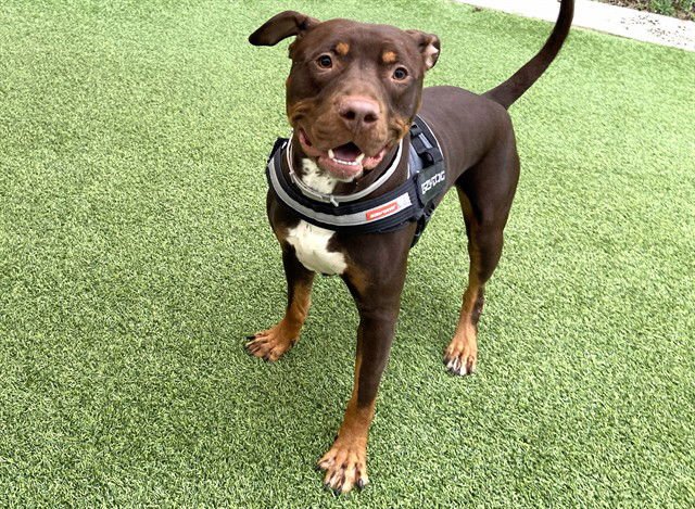 WHISKEY - American Staffordshire Terrier available for adoption