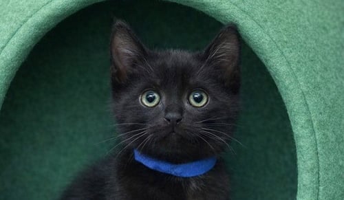 CHOWDER - Domestic Short Hair for adoption in Hollywood