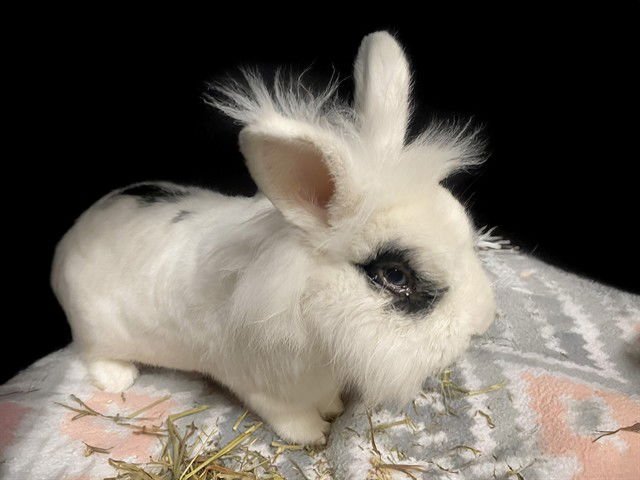 STORM SHADOW - Longhaired Rabbit available for adoption