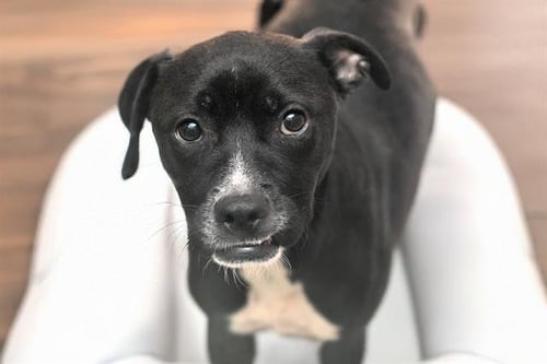 COMET - Australian Kelpie available for adoption