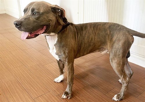 STRAY NOT AVAILABLE - Pit Bull Terrier available for adoption