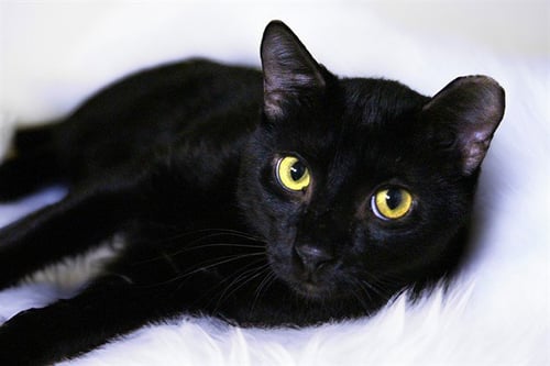 MASON - Domestic Short Hair available for adoption