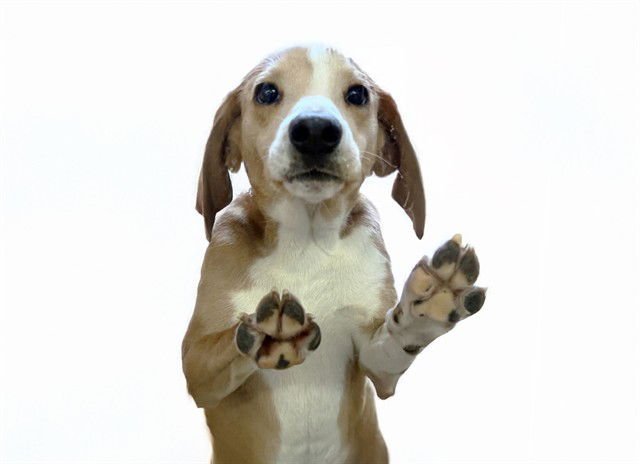 BOLT - Beagle available for adoption