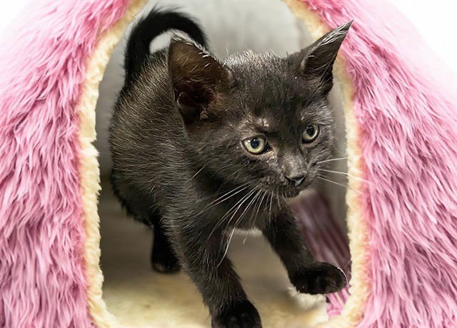 TRUFFLES - Domestic Short Hair available for adoption