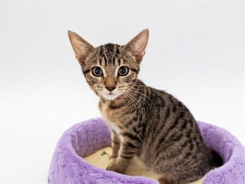 BLOSSOM - Domestic Short Hair available for adoption
