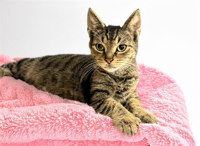 ROSE - Domestic Short Hair available for adoption